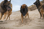 tervuren