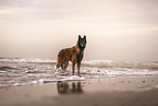 tervuren