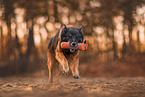 tervuren