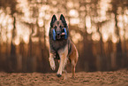 tervuren