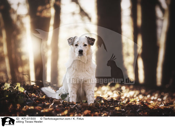 sitting Texas Heeler / KFI-01500