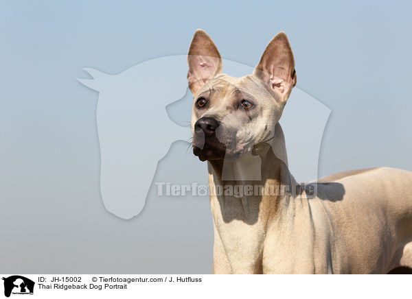 Thai Ridgeback Dog Portrait / JH-15002