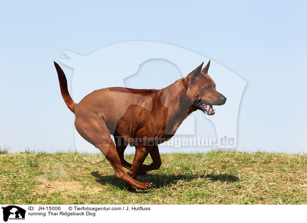 running Thai Ridgeback Dog / JH-15006