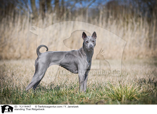 stehender Thai Ridgeback / standing Thai Ridgeback / YJ-14447