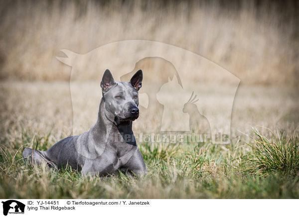 liegender Thai Ridgeback / lying Thai Ridgeback / YJ-14451