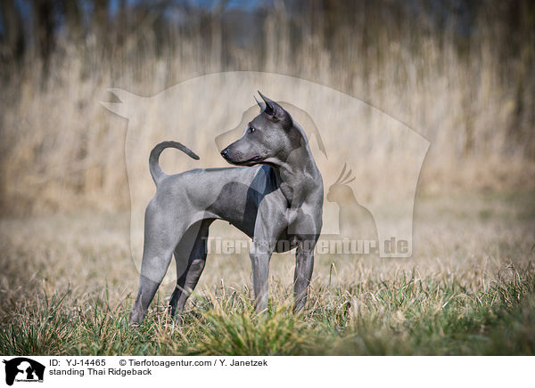 stehender Thai Ridgeback / standing Thai Ridgeback / YJ-14465