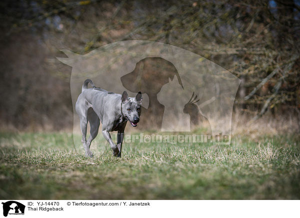 Thai Ridgeback / Thai Ridgeback / YJ-14470