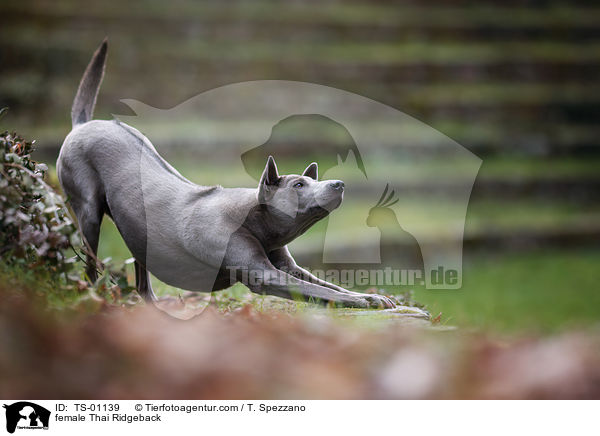 Thai Ridgeback H�ndin / female Thai Ridgeback / TS-01139