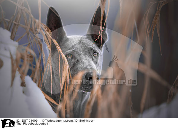 Thai Ridgeback Portrait / Thai Ridgeback portrait / DST-01009