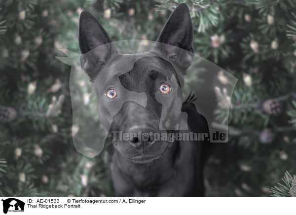 Thai Ridgeback Portrait / Thai Ridgeback Portrait / AE-01533