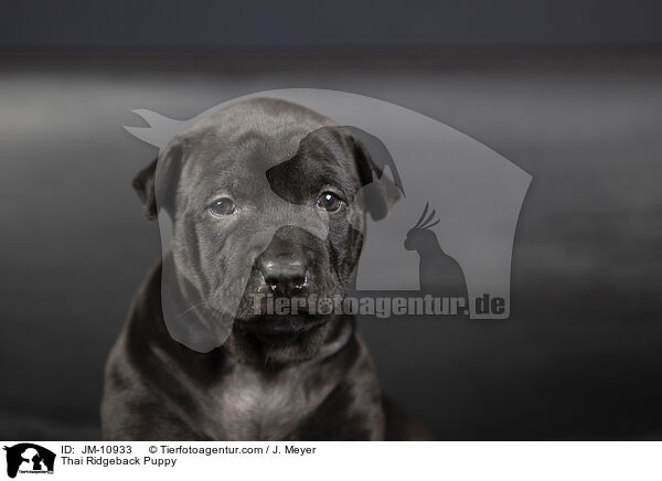 Thai Ridgeback Welpe / Thai Ridgeback Puppy / JM-10933