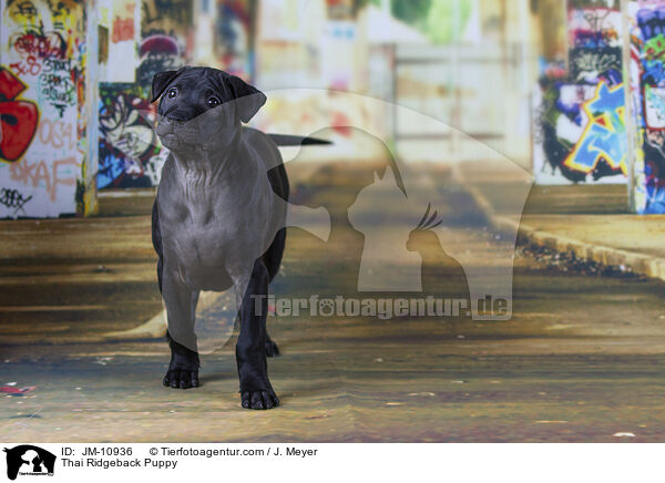 Thai Ridgeback Welpe / Thai Ridgeback Puppy / JM-10936