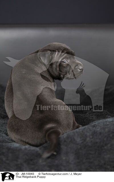 Thai Ridgeback Welpe / Thai Ridgeback Puppy / JM-10940