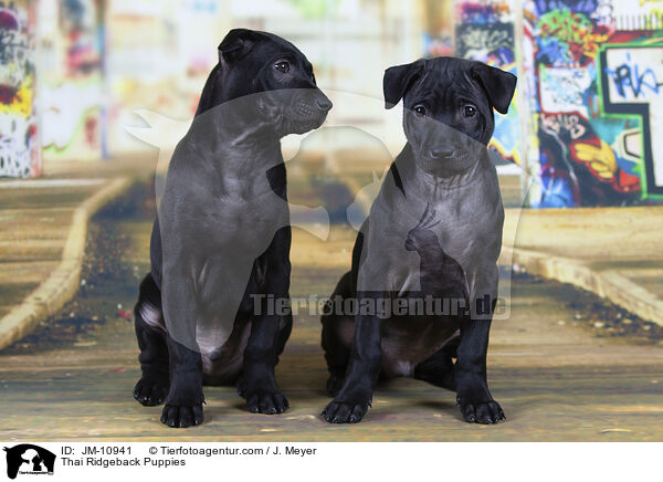 Thai Ridgeback Welpen / Thai Ridgeback Puppies / JM-10941