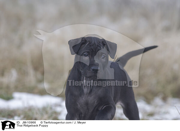 Thai Ridgeback Welpe / Thai Ridgeback Puppy / JM-10966