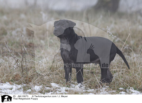 Thai Ridgeback Puppy / JM-10973