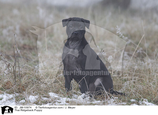 Thai Ridgeback Welpe / Thai Ridgeback Puppy / JM-10974