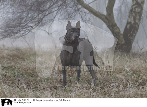 Thai Ridgeback / Thai Ridgeback / JM-10976