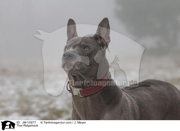 Thai Ridgeback / Thai Ridgeback / JM-10977