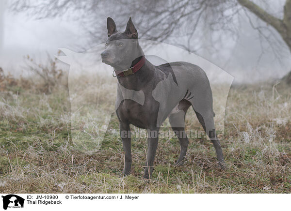 Thai Ridgeback / Thai Ridgeback / JM-10980