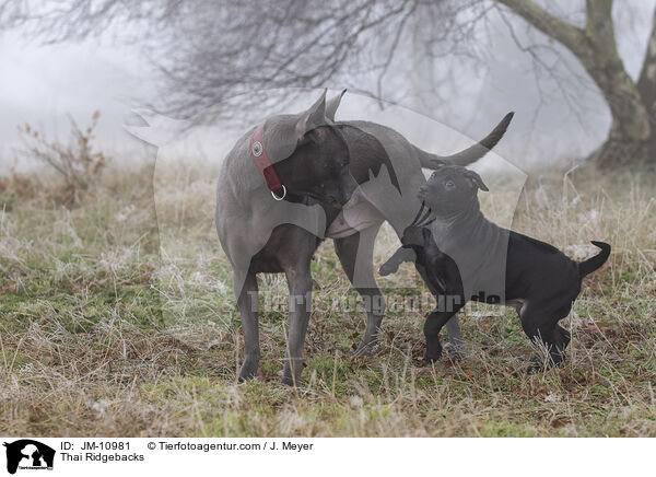 Thai Ridgebacks / JM-10981