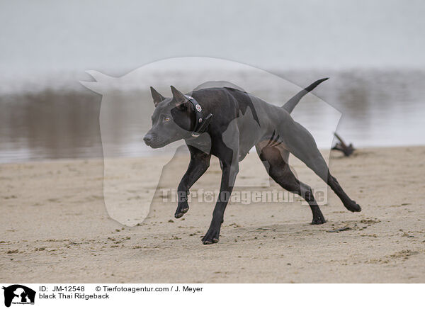 black Thai Ridgeback / JM-12548