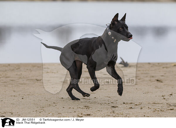 schwarzer Thai Ridgeback / black Thai Ridgeback / JM-12551