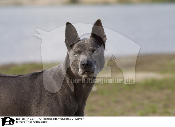 Thai Ridgeback H�ndin / female Thai Ridgeback / JM-14327