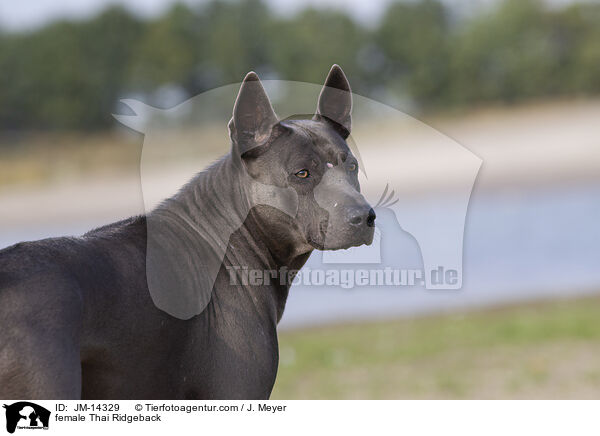 Thai Ridgeback H�ndin / female Thai Ridgeback / JM-14329