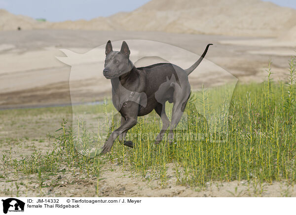 Thai Ridgeback H�ndin / female Thai Ridgeback / JM-14332