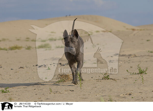 Thai Ridgeback Hndin / female Thai Ridgeback / JM-14339