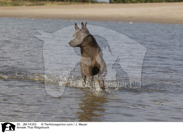 Thai Ridgeback Hndin / female Thai Ridgeback / JM-14353