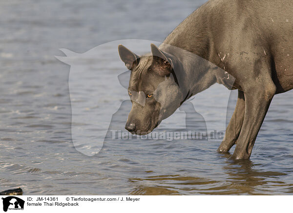 Thai Ridgeback Hndin / female Thai Ridgeback / JM-14361