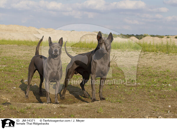 Thai Ridgeback Hndinnen / female Thai Ridgebacks / JM-14371