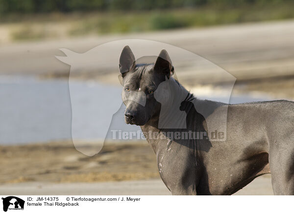 Thai Ridgeback Hndin / female Thai Ridgeback / JM-14375