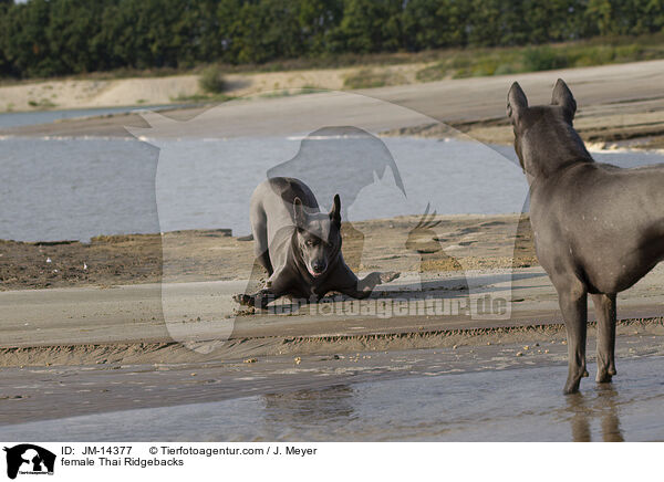 Thai Ridgeback Hndinnen / female Thai Ridgebacks / JM-14377