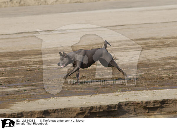 Thai Ridgeback Hndin / female Thai Ridgeback / JM-14383