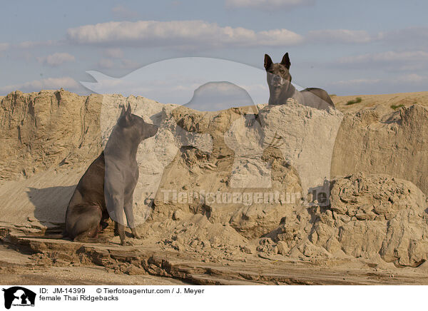 Thai Ridgeback Hndinnen / female Thai Ridgebacks / JM-14399