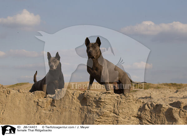 Thai Ridgeback Hndinnen / female Thai Ridgebacks / JM-14401