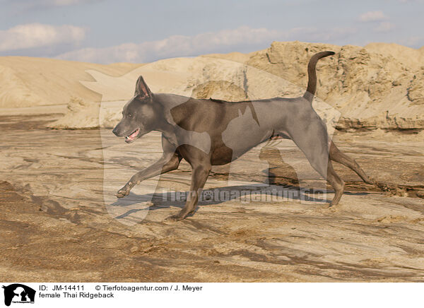 Thai Ridgeback Hndin / female Thai Ridgeback / JM-14411