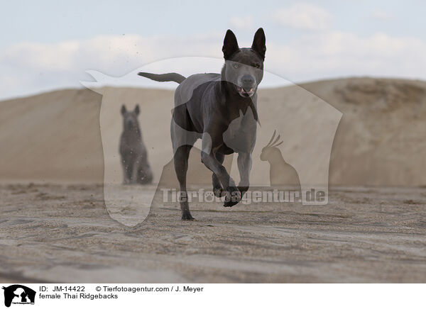 Thai Ridgeback Hndinnen / female Thai Ridgebacks / JM-14422
