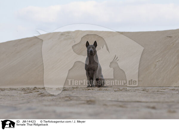 Thai Ridgeback Hndin / female Thai Ridgeback / JM-14423