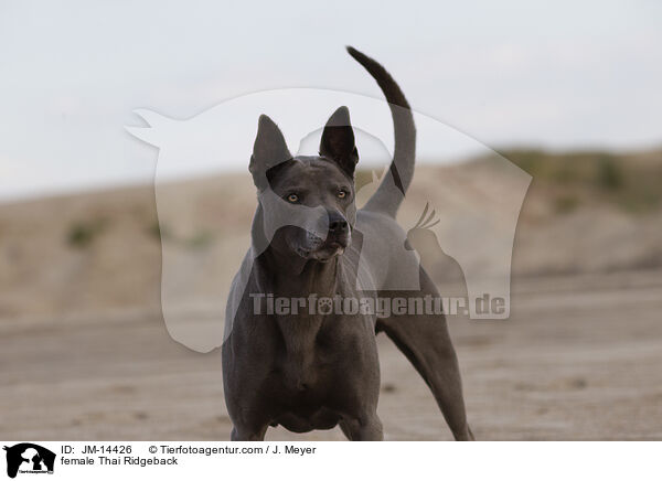 Thai Ridgeback Hndin / female Thai Ridgeback / JM-14426