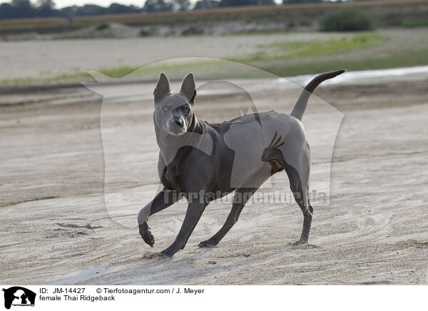 Thai Ridgeback Hndin / female Thai Ridgeback / JM-14427