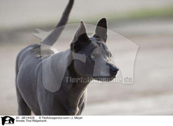 Thai Ridgeback Hndin / female Thai Ridgeback / JM-14428