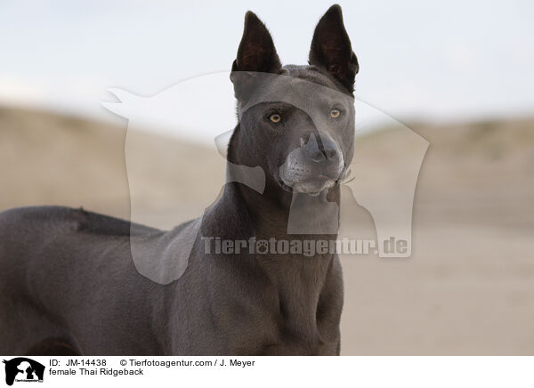 Thai Ridgeback Hndin / female Thai Ridgeback / JM-14438