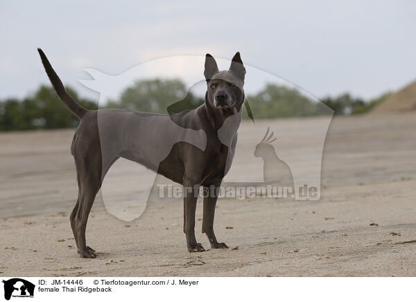 Thai Ridgeback Hndin / female Thai Ridgeback / JM-14446