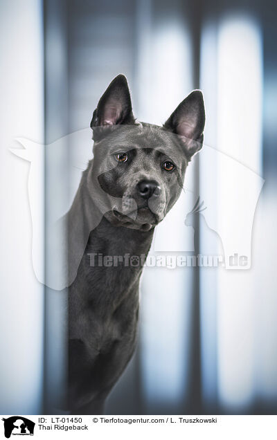 Thai Ridgeback / Thai Ridgeback / LT-01450