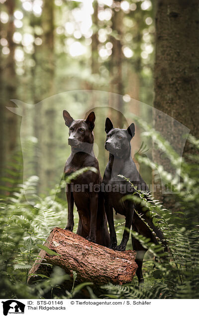 Thai Ridgebacks / Thai Ridgebacks / STS-01146