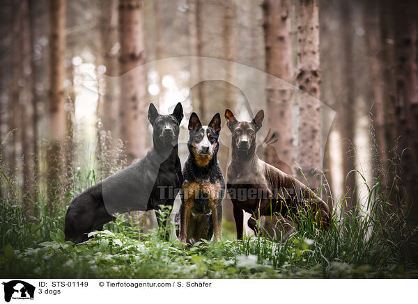 3 dogs / STS-01149